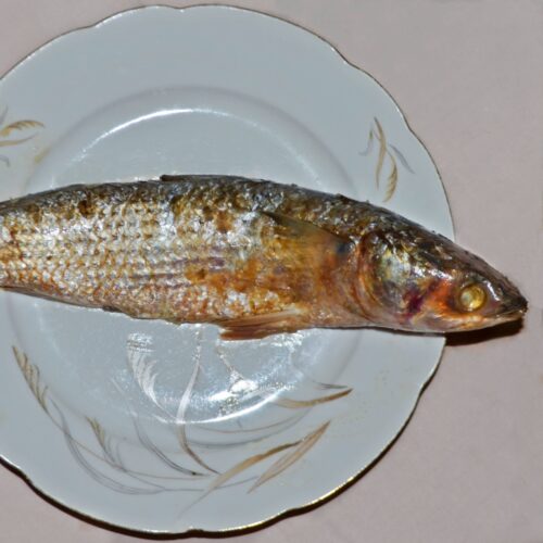 Fesikh