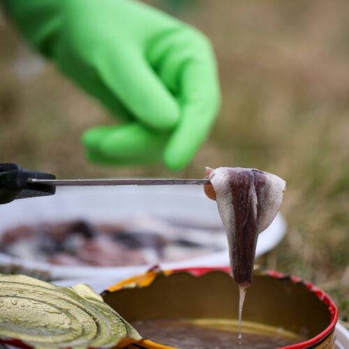 Surströmming