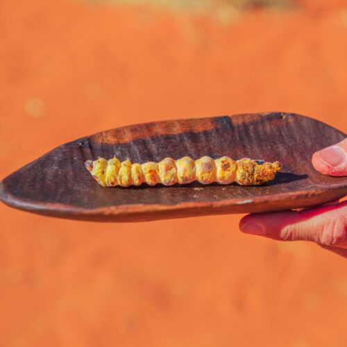 Witchetty grubs