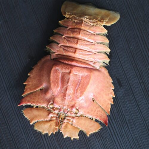 Moreton bay bugs